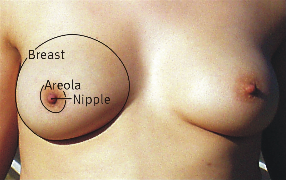 Snicker reccomend natural boobs measuring areolas